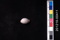 鯊皮寶螺藏品圖，第1張