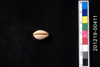 鯊皮寶螺藏品圖，第2張