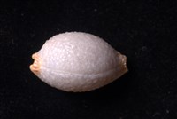 鯊皮寶螺藏品圖，第3張