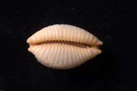 鯊皮寶螺藏品圖，第4張