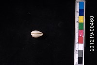 芝麻寶螺藏品圖，第2張