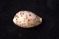 芝麻寶螺藏品圖，第3張