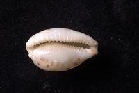 芝麻寶螺藏品圖，第4張