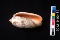橙口榧螺藏品圖，第2張