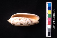 橙口榧螺藏品圖，第2張