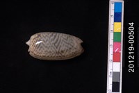 臺灣榧螺藏品圖，第1張