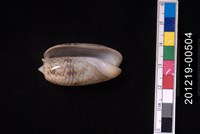 臺灣榧螺藏品圖，第2張