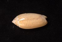 正榧螺藏品圖，第3張