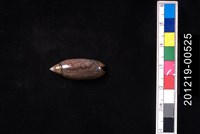 巴拿馬假榧螺藏品圖，第1張