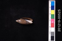 巴拿馬假榧螺藏品圖，第2張