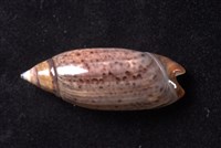 巴拿馬假榧螺藏品圖，第3張