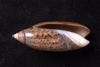 巴拿馬假榧螺藏品圖，第4張