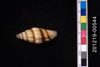 紅狐筆螺藏品圖，第1張