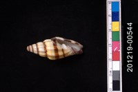 紅狐筆螺藏品圖，第2張