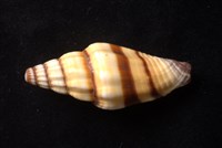 紅狐筆螺藏品圖，第3張