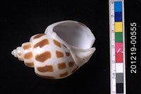 象牙鳳螺藏品圖，第2張
