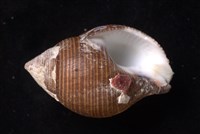 釣錘旋螺藏品圖，第4張
