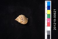 蛋糕織紋螺藏品圖，第1張