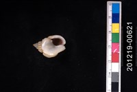 蛋糕織紋螺藏品圖，第2張