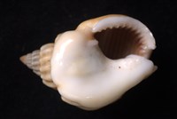 蛋糕織紋螺藏品圖，第4張