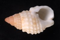 疣織紋螺藏品圖，第4張