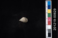 項鍊織紋螺藏品圖，第1張