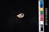 項鍊織紋螺藏品圖，第2張