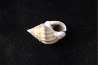 項鍊織紋螺藏品圖，第4張