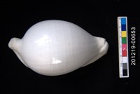 海兔螺藏品圖，第1張
