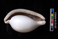 海兔螺藏品圖，第2張