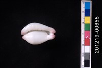 玉兔螺藏品圖，第2張