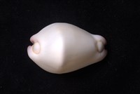 玉兔螺藏品圖，第3張