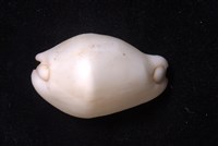 玉兔螺藏品圖，第3張