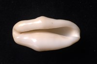袖扣海兔螺藏品圖，第4張