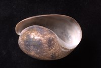 棗螺藏品圖，第4張