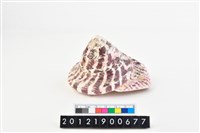 馬蹄鐘螺藏品圖，第1張