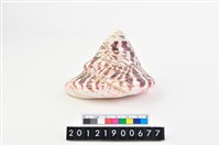 馬蹄鐘螺藏品圖，第3張