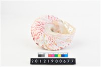 馬蹄鐘螺藏品圖，第5張