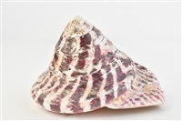 馬蹄鐘螺藏品圖，第6張