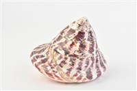 馬蹄鐘螺藏品圖，第9張