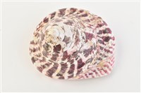 馬蹄鐘螺藏品圖，第10張