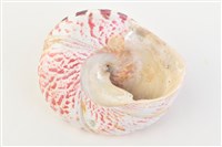 馬蹄鐘螺藏品圖，第11張