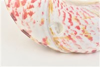 馬蹄鐘螺藏品圖，第12張