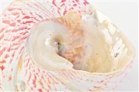 馬蹄鐘螺藏品圖，第13張