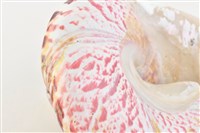 馬蹄鐘螺藏品圖，第14張