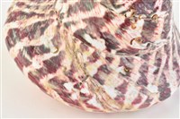 馬蹄鐘螺藏品圖，第15張