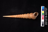 錐螺藏品圖，第2張