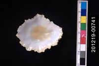 笠螺藏品圖，第2張