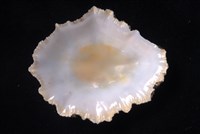 笠螺藏品圖，第4張