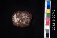 笠螺藏品圖，第1張